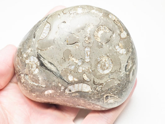 Hand Polished Ammonite Multi