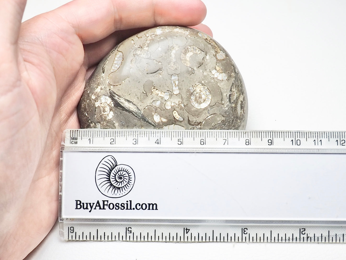 Hand Polished Ammonite Multi