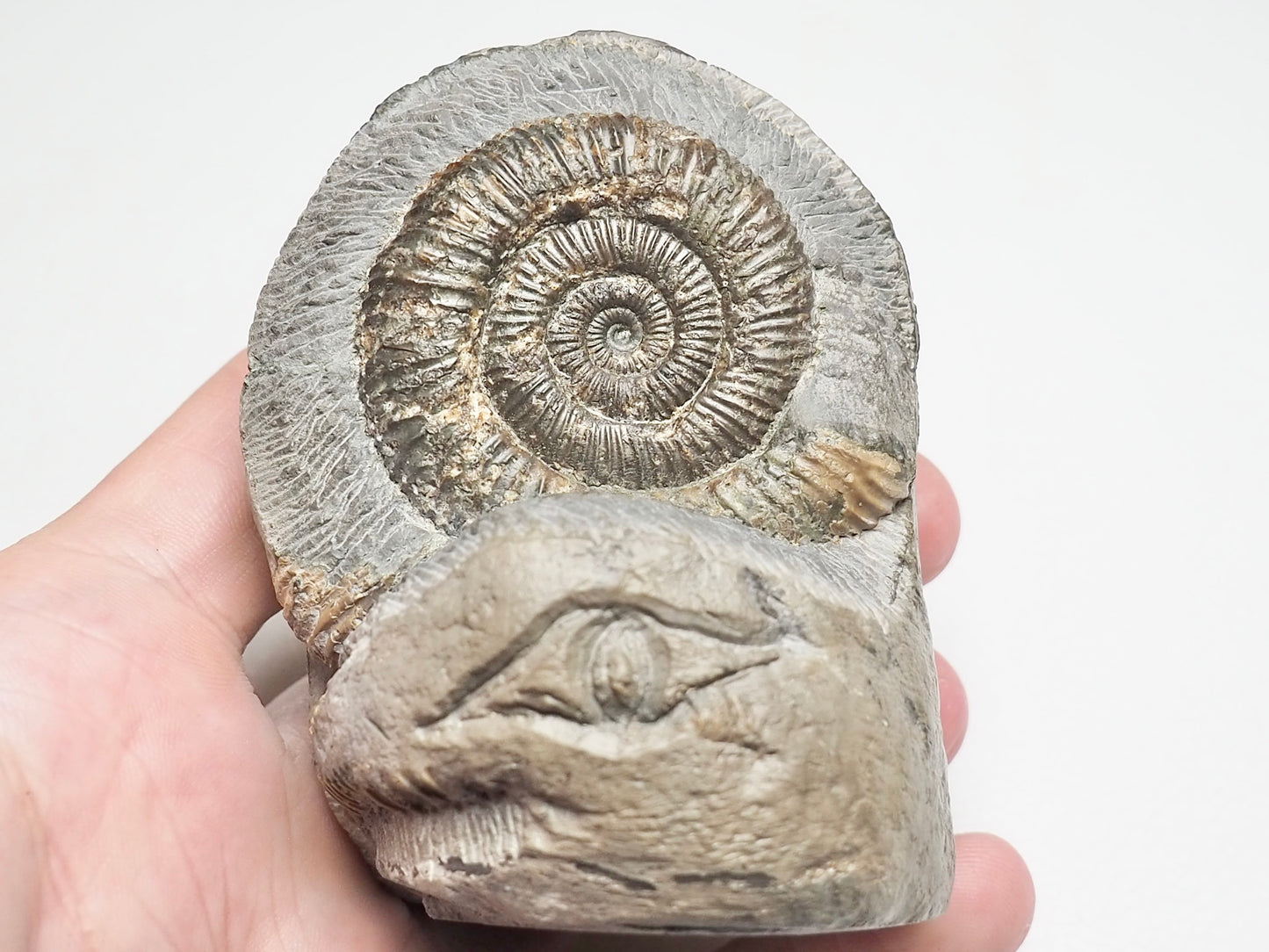 Artistically Sculptured Dactylioceras Multi