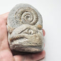 Whitby Artistically Sculptured Dactylioceras Multi 
Ammonite Fossil – Yorkshire Coast Jurassic
