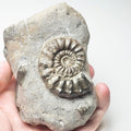 PleurocerasIn Matrix Ammonite Fossil for Sale – Whitby Yorkshire Coast Jurassic
