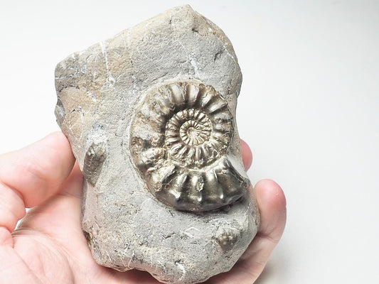 Pleuroceras Ammonite In Matrix