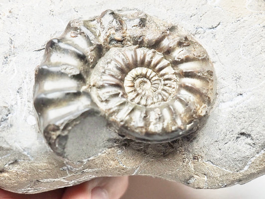 Pleuroceras Ammonite In Matrix