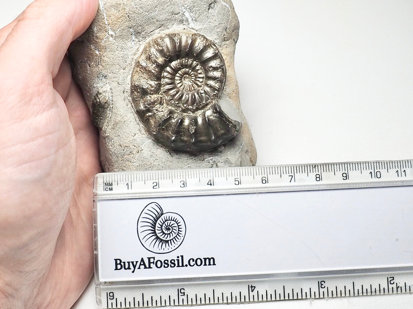 Pleuroceras Ammonite In Matrix