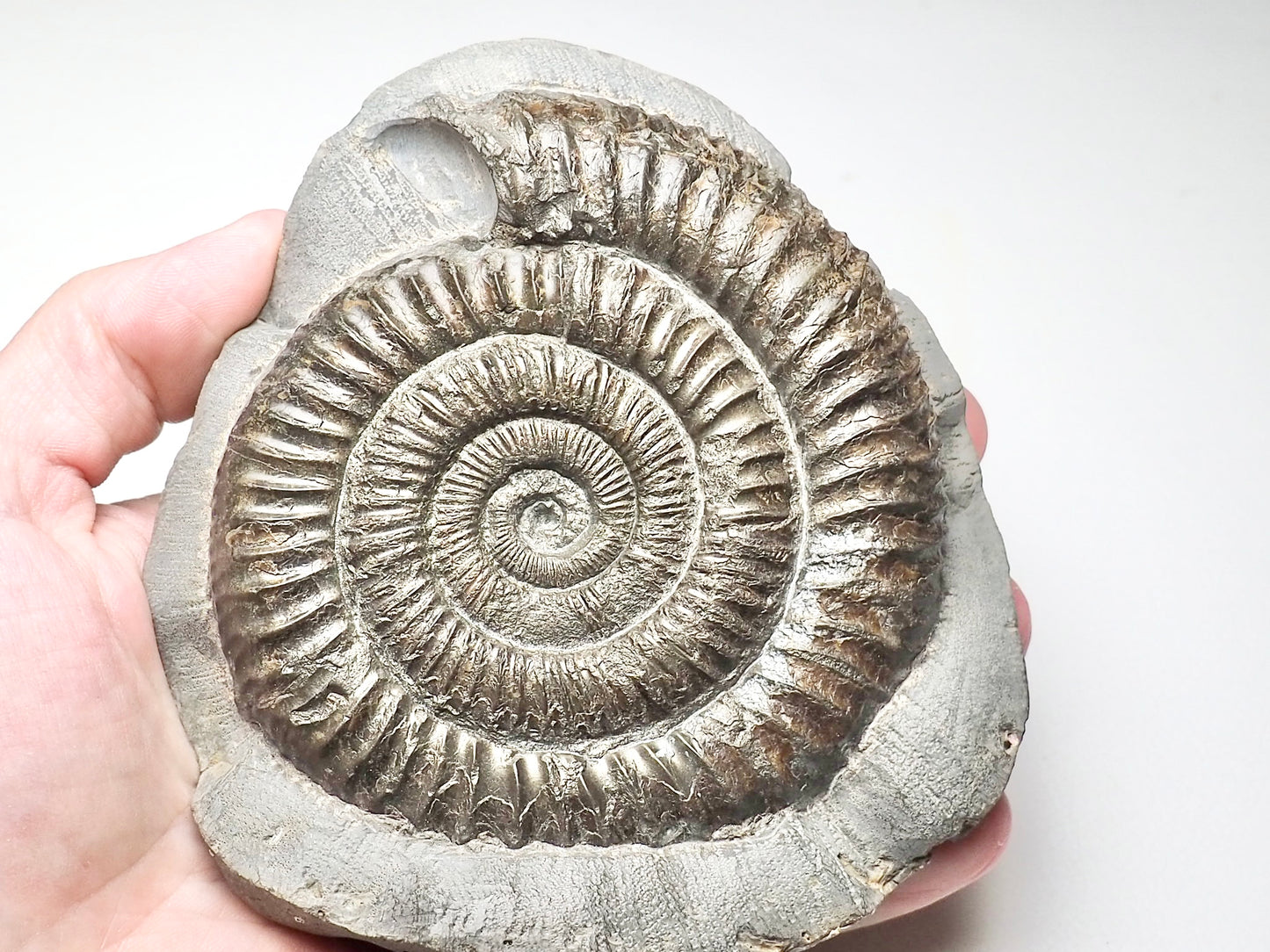 Monster Dactylioceras Ammonite Fossil