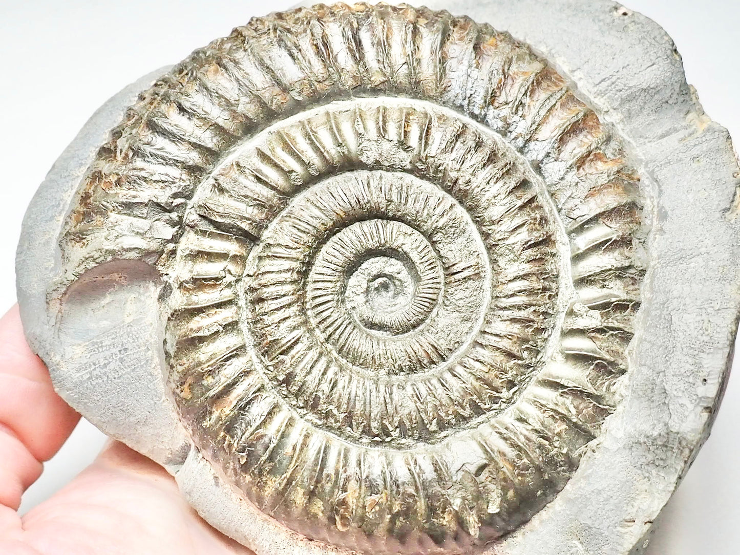 Monster Dactylioceras Ammonite Fossil