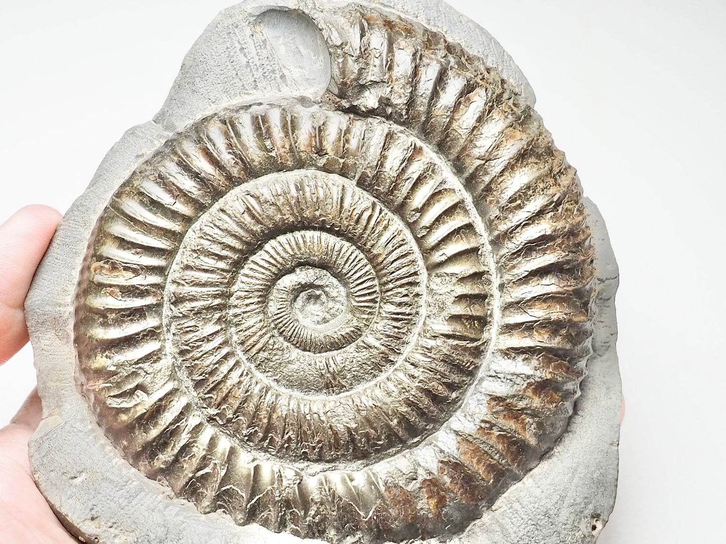 Monster Dactylioceras Ammonite Fossil