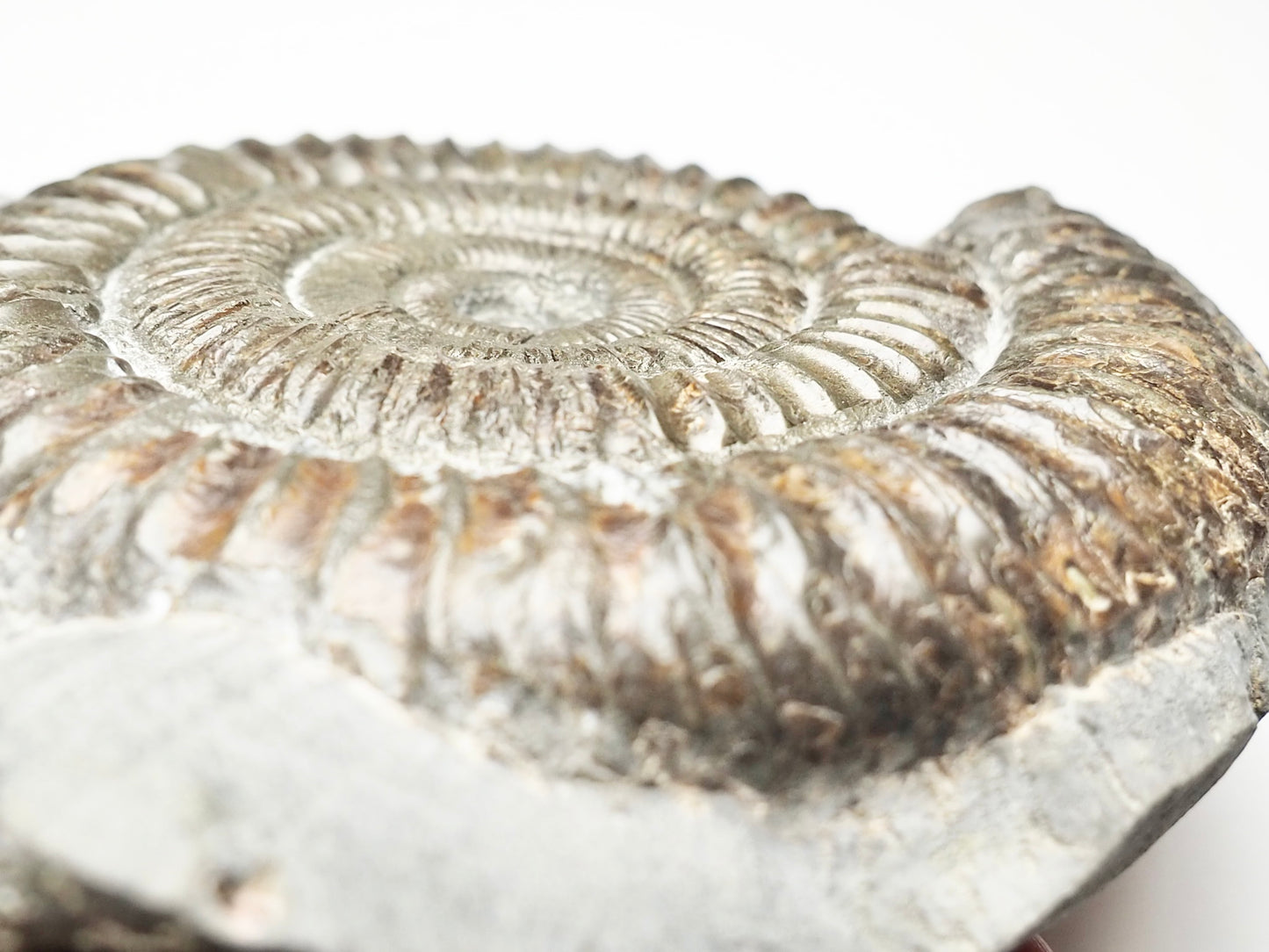 Monster Dactylioceras Ammonite Fossil