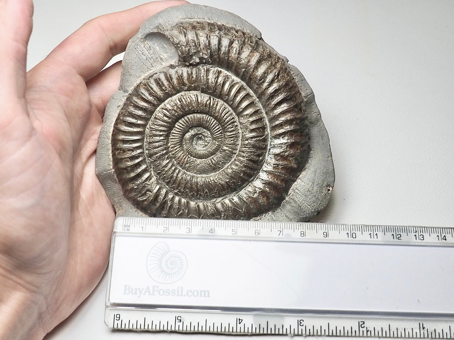 Monster Dactylioceras Ammonite Fossil