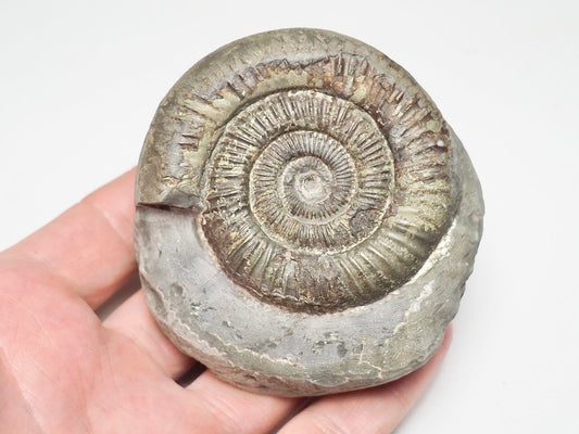 Dactylioceras Ammonite