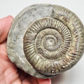 Dactylioceras Ammonite Fossil for Sale – Whitby Yorkshire Coast Jurassic