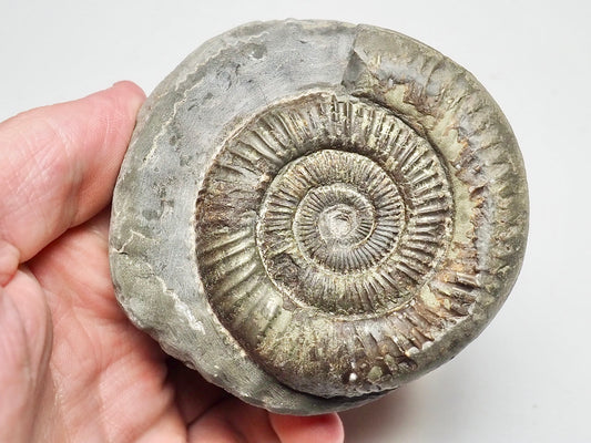 Dactylioceras Ammonite