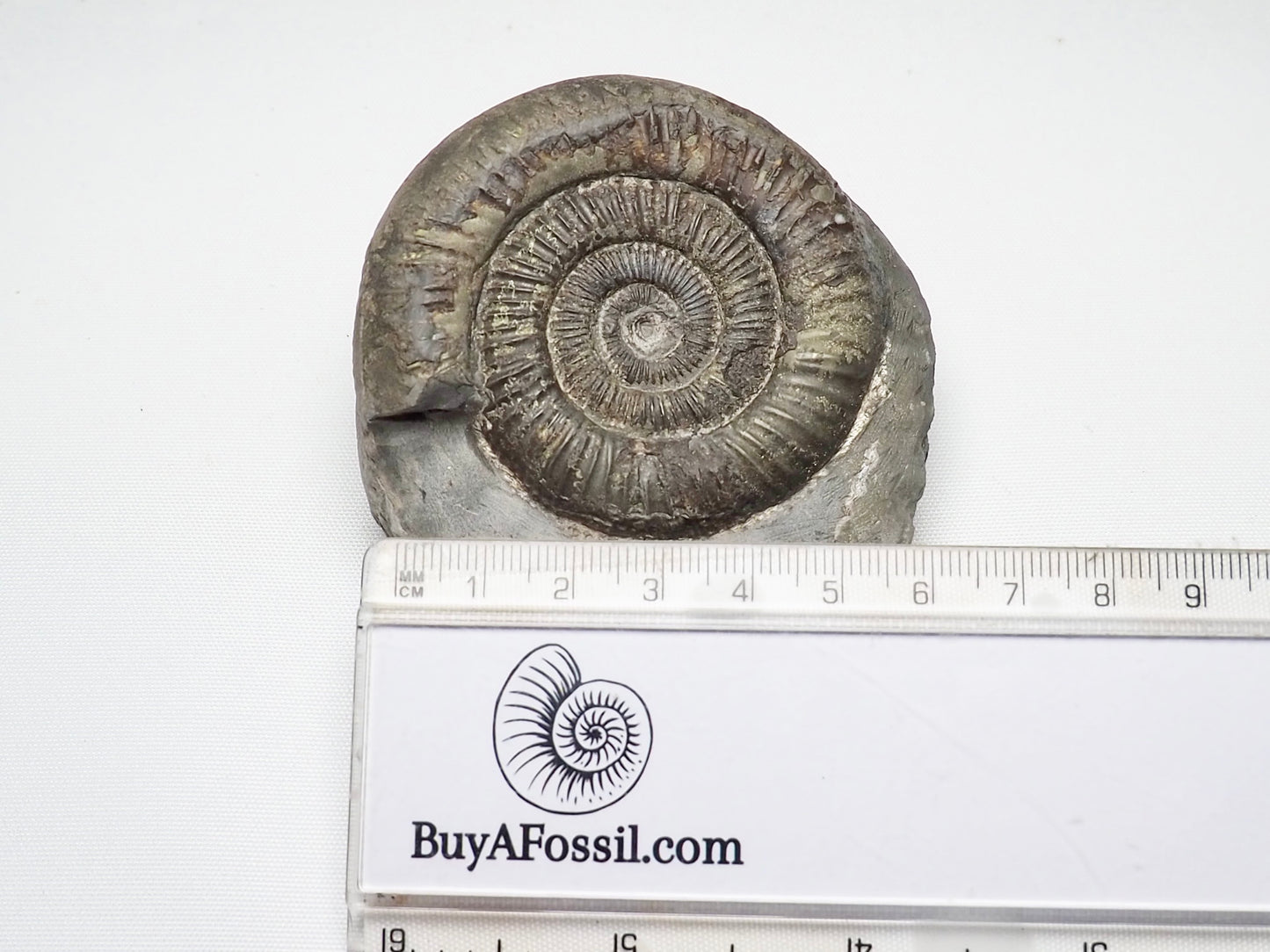 Dactylioceras Ammonite