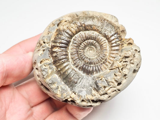 Dactylioceras Ammonite