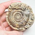 Dactylioceras Ammonite Fossil for Sale – Whitby Yorkshire Coast Jurassic