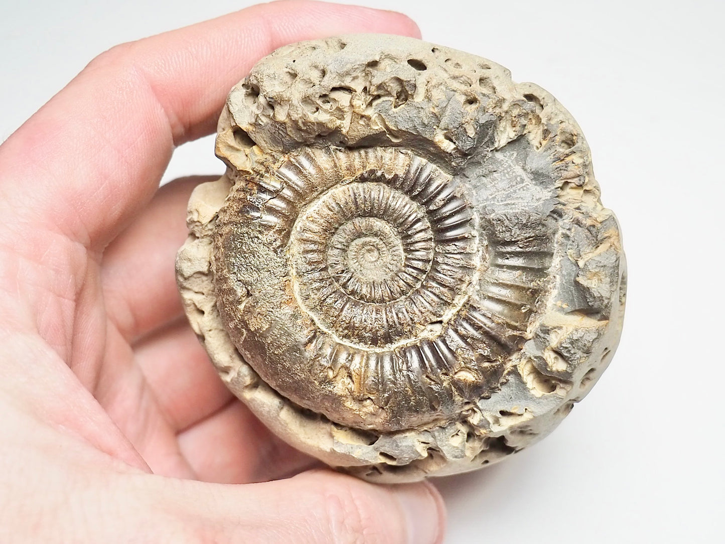 Dactylioceras Ammonite