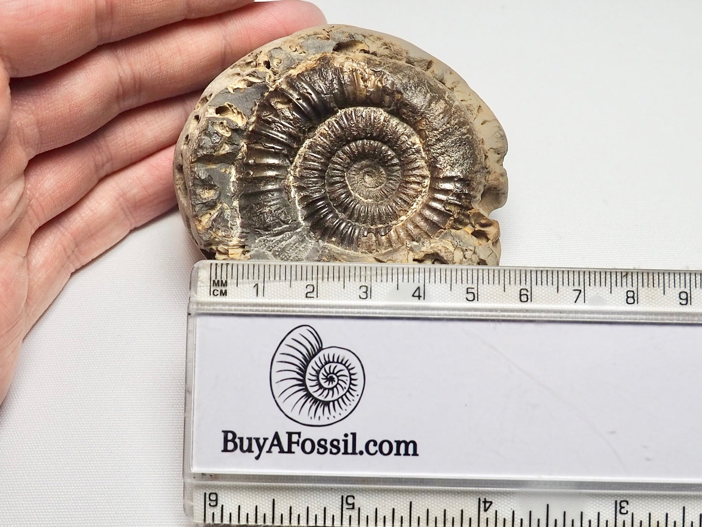 Dactylioceras Ammonite