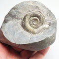 Dactylioceras Ammonite Fossil for Sale – Whitby Yorkshire Coast Jurassic