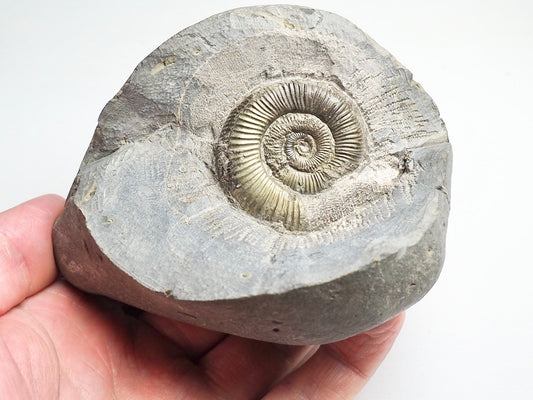 Dactylioceras Ammonite