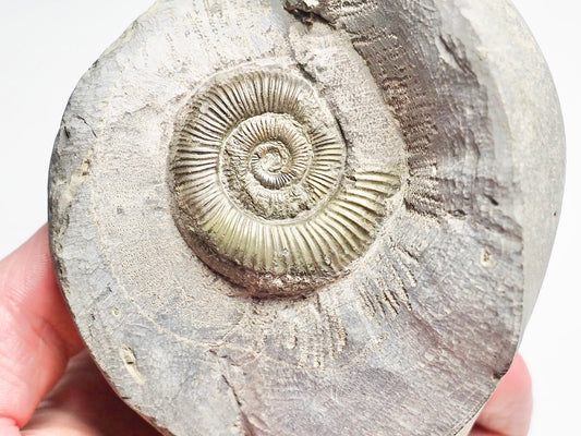 Dactylioceras Ammonite