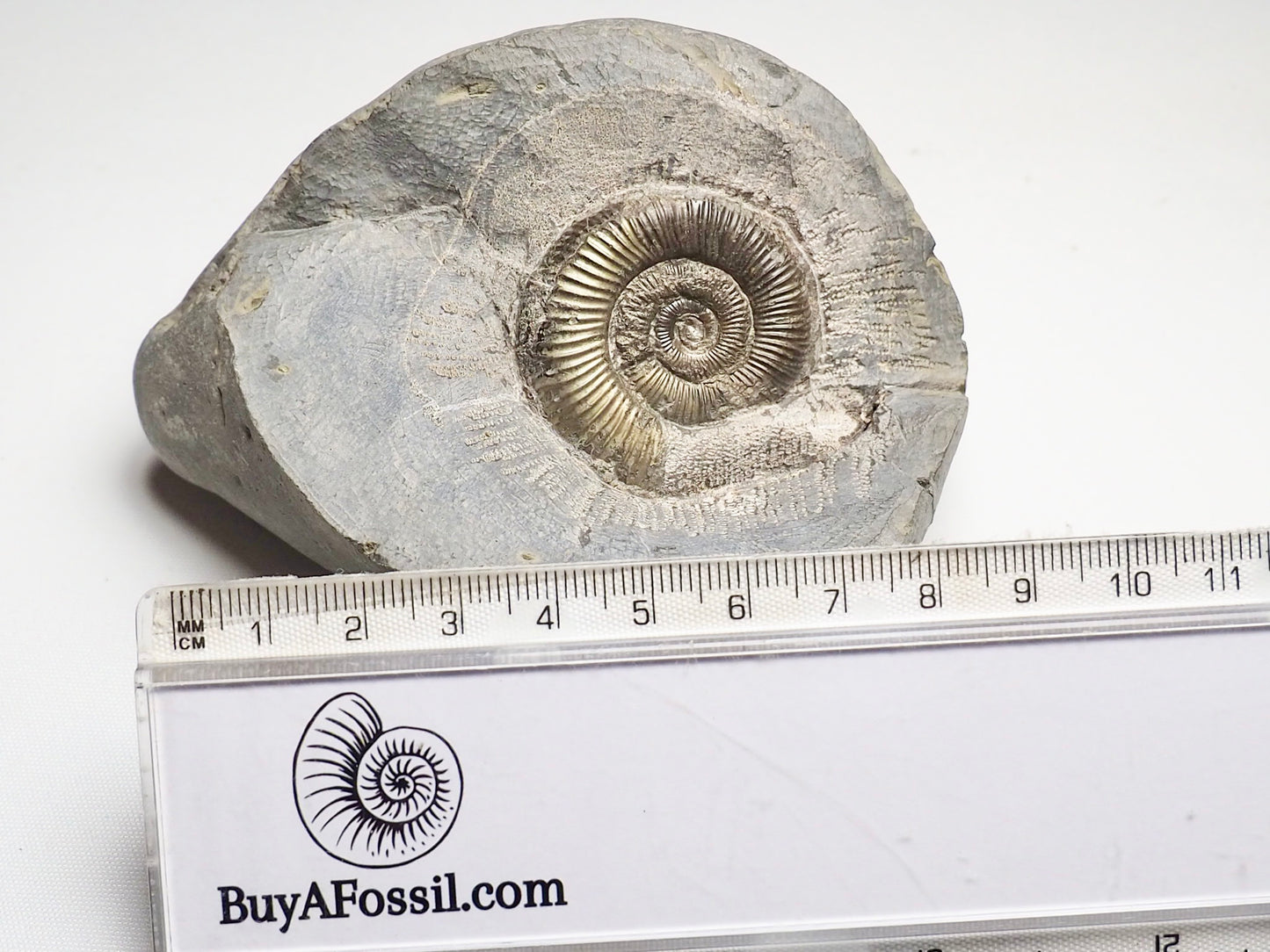 Dactylioceras Ammonite