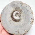 Eleganticeras Ammonite Fossil – Whitby Yorkshire Coast – Jurassic