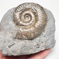 Grammoceras Ammonite Fossil – Whitby Yorkshire Coast – Jurassic