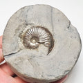 Eleganticeras Ammonite Fossil – Whitby Yorkshire Coast – Jurassic