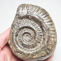 Hildoceras Ammonite Fossil – Whitby Yorkshire Coast – Jurassic