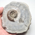 Dactylioceras Ammonite Fossil for Sale – Whitby Yorkshire Coast Jurassic