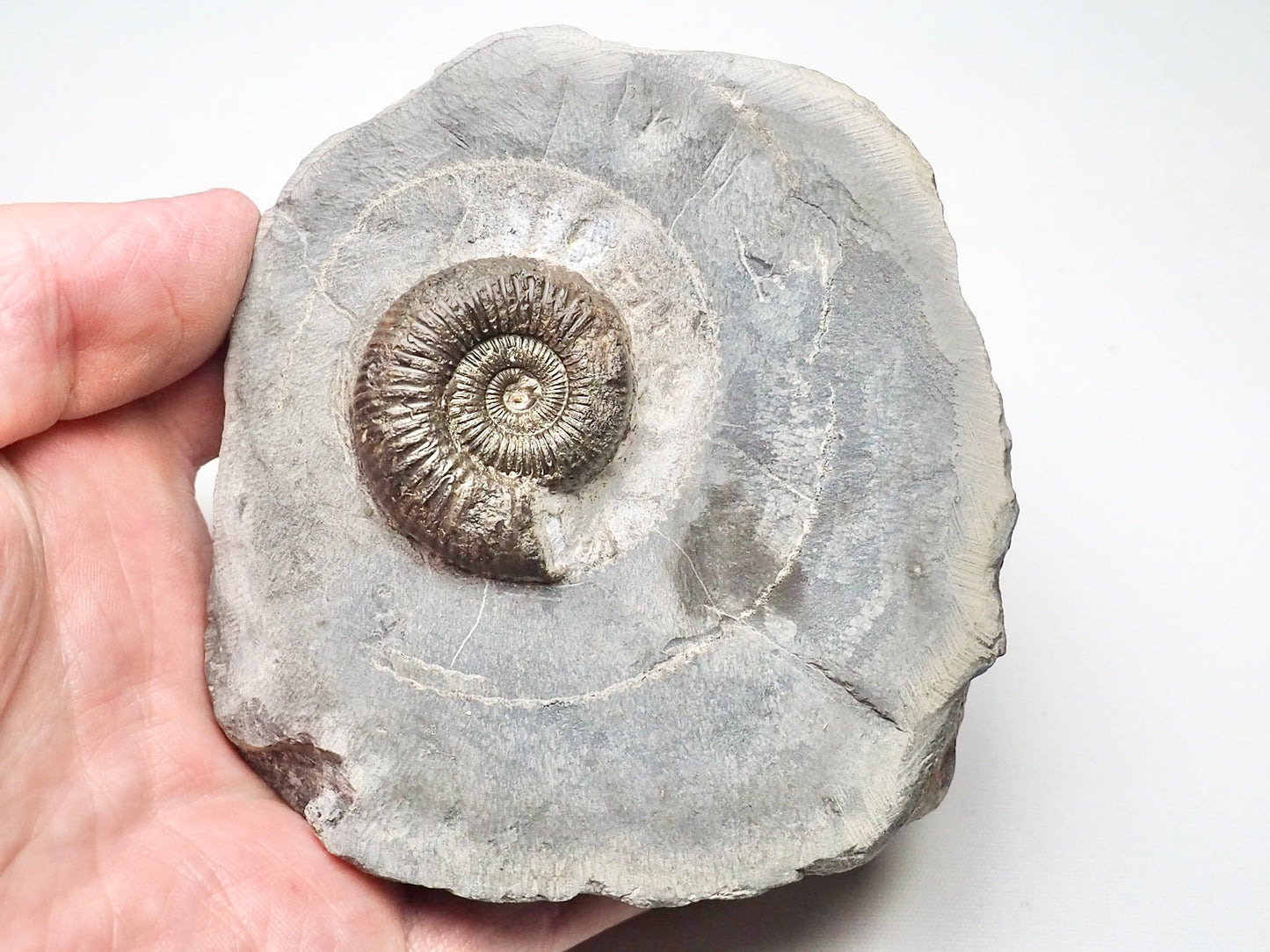 Dactylioceras Ammonite