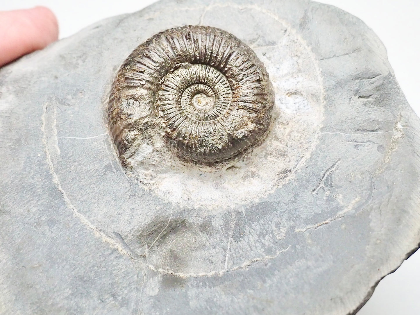 Dactylioceras Ammonite