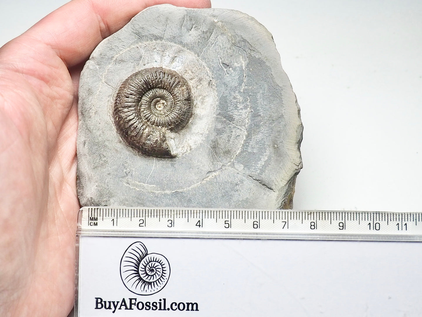 Dactylioceras Ammonite