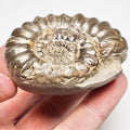 Androgynoceras Maculatum Double Ammonite – Whitby Jurassic Fossil – Yorkshire Coast