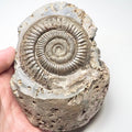 Dactylioceras Ammonite Fossil for Sale – Whitby Yorkshire Coast Jurassic