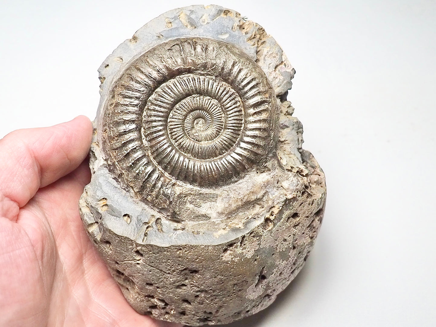 Dactylioceras Ammonite