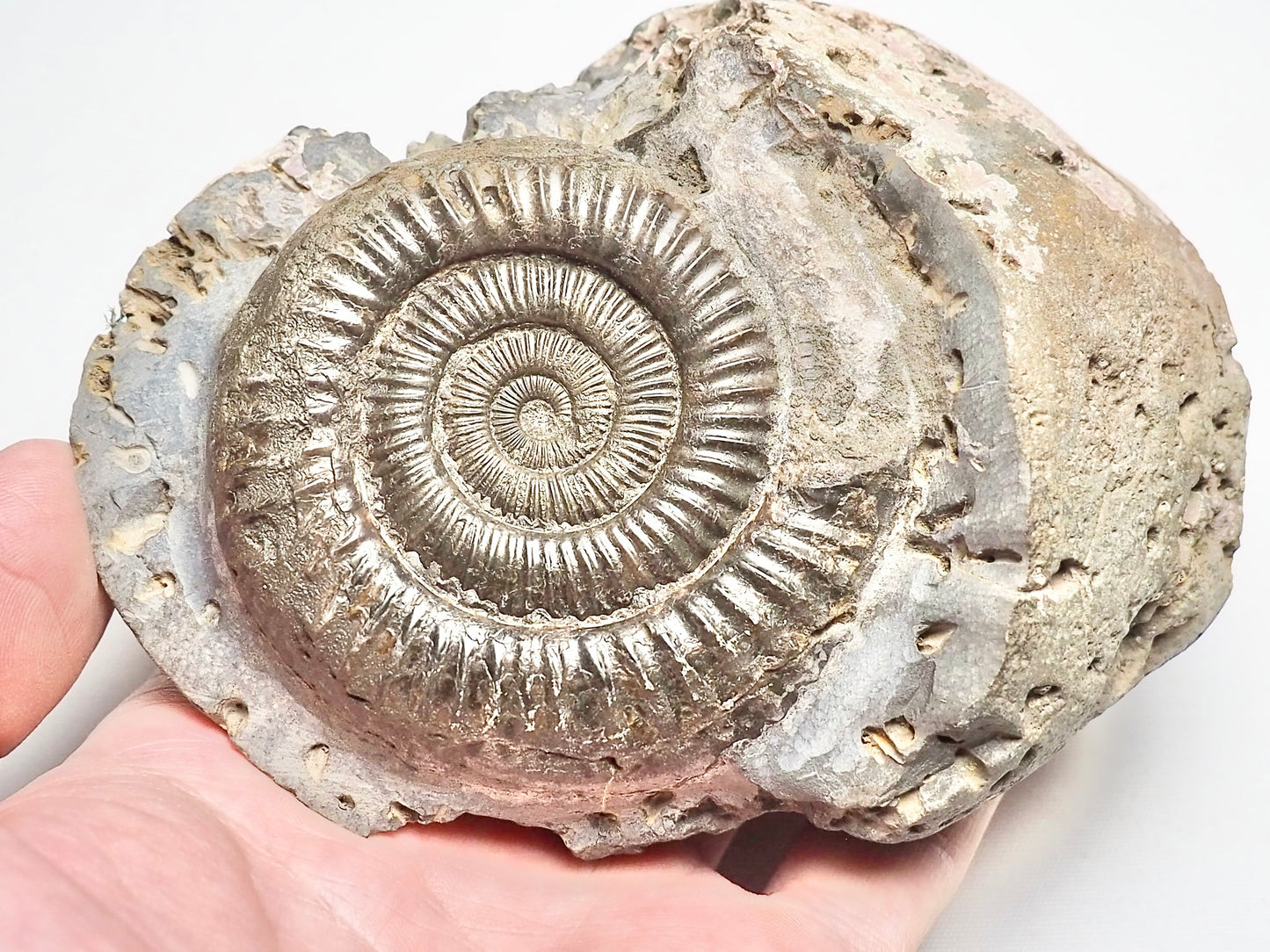 Dactylioceras Ammonite