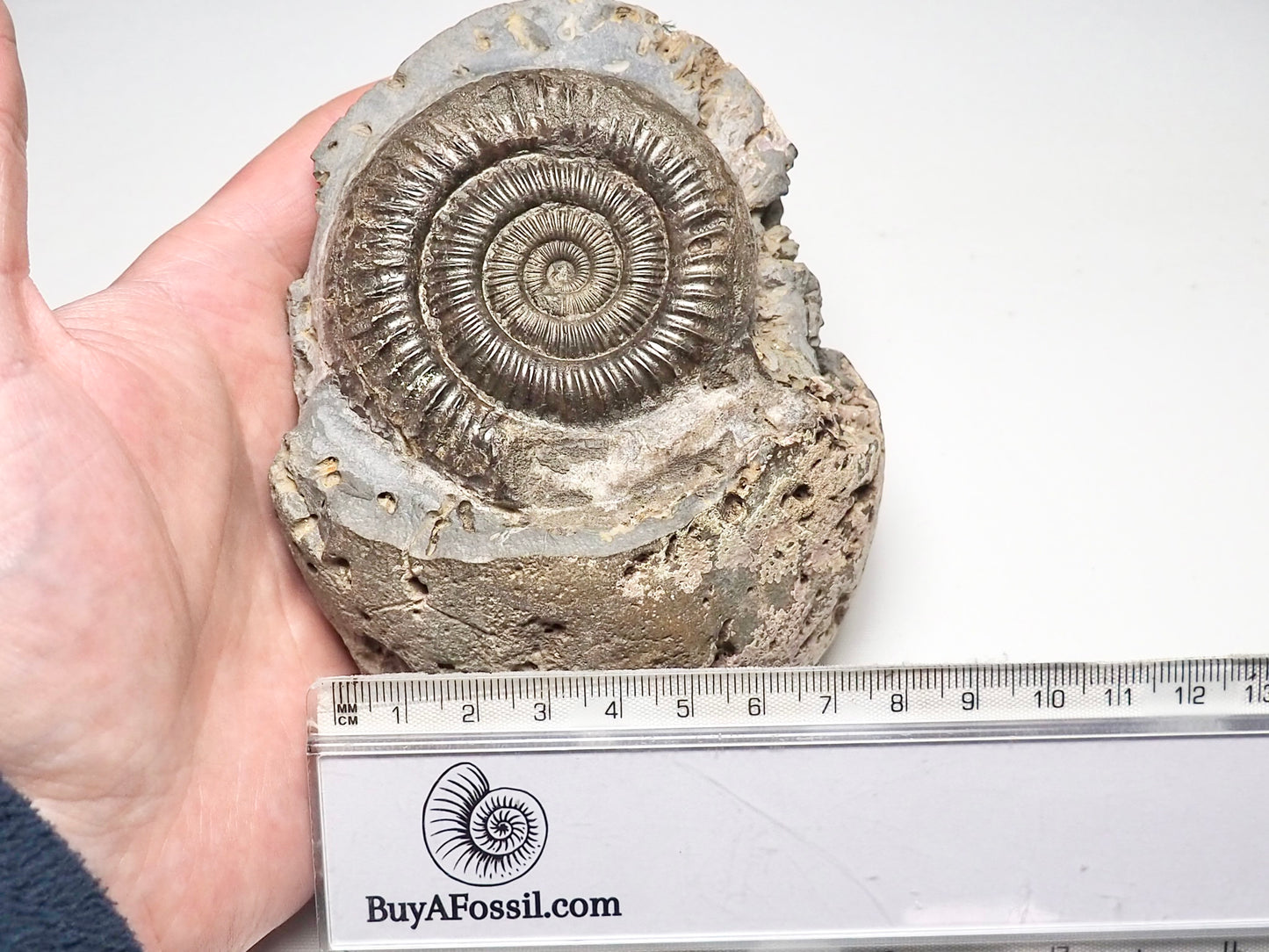 Dactylioceras Ammonite