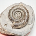 Tenuicostatum Dactylioceras Ammonite Fossil for Sale – Whitby Yorkshire Coast Jurassic