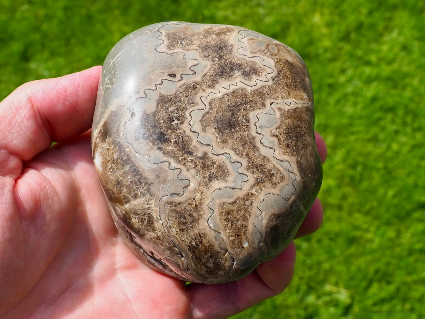 Polished Ammonite Whorl