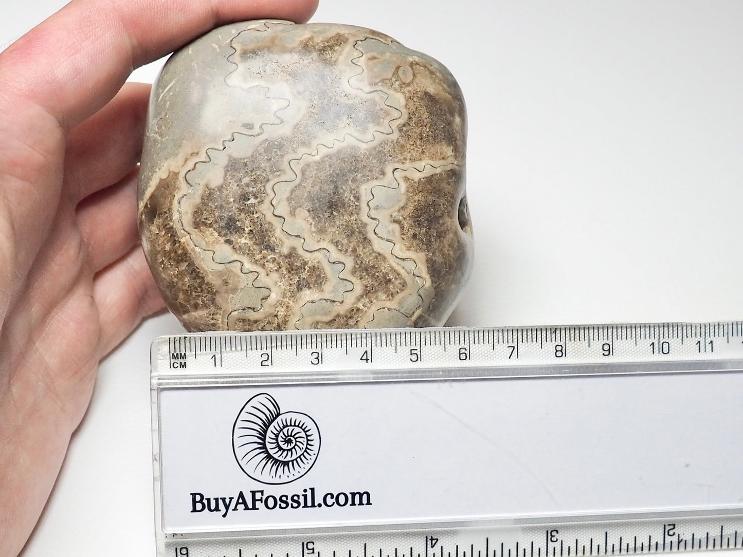 Polished Ammonite Whorl