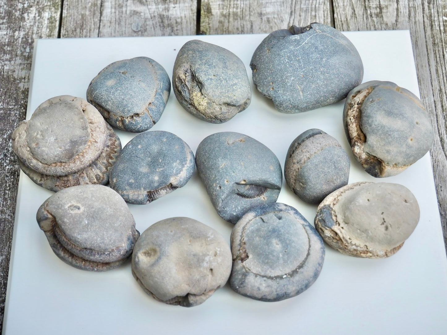 12x Small Ammonite Nodules – Yorkshire Coast Fossils | Crack Your Own | Prep Practice Kit
