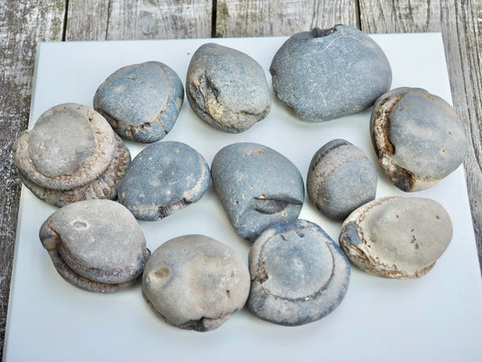 12x Small Ammonite Nodules – Yorkshire Coast Fossils | Crack Your Own | Prep Practice Kit