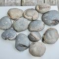 12x Small Ammonite Nodules – Yorkshire Coast Fossils | Crack Your Own | Prep Practice Kit