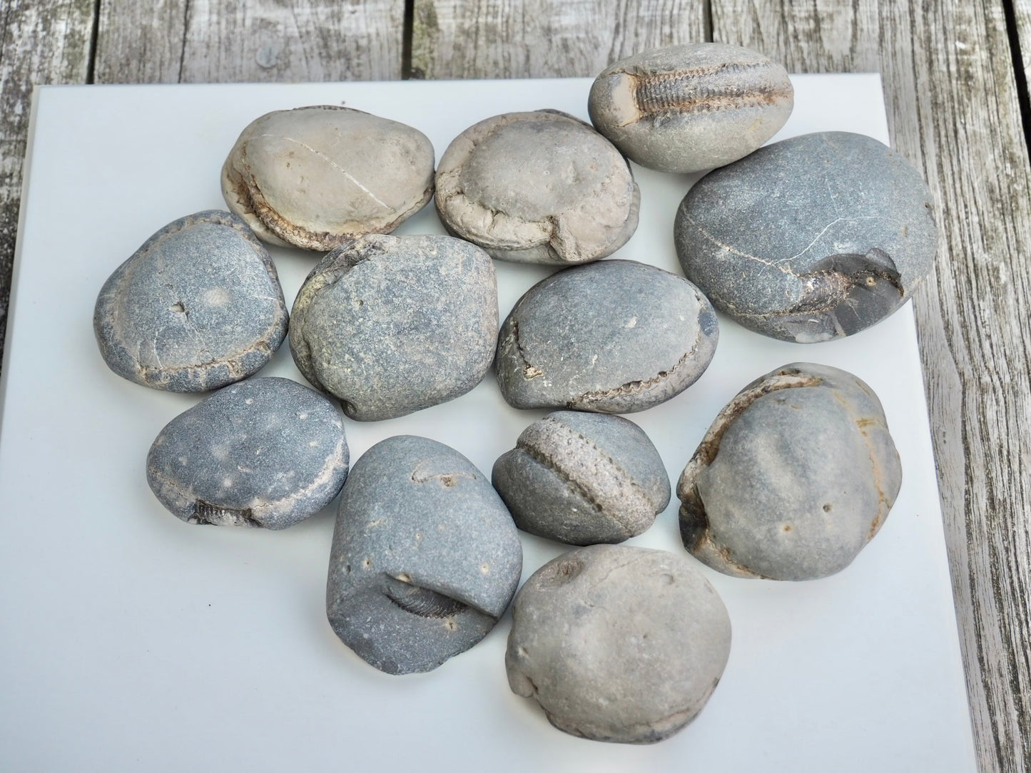 12x Small Ammonite Nodules – Yorkshire Coast Fossils | Crack Your Own | Prep Practice Kit