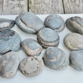 12x Small Ammonite Nodules – Yorkshire Coast Fossils | Crack Your Own | Prep Practice Kit