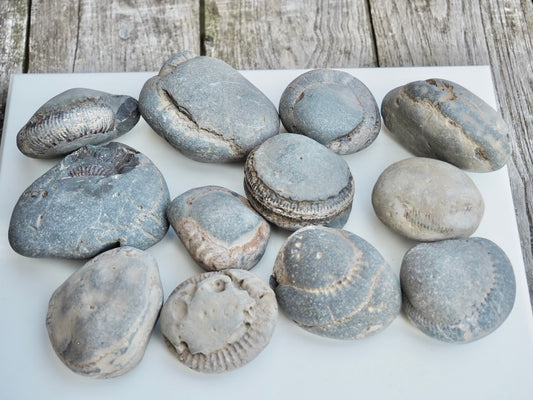 12x Small Ammonite Nodules – Yorkshire Coast Fossils | Crack Your Own | Prep Practice Kit