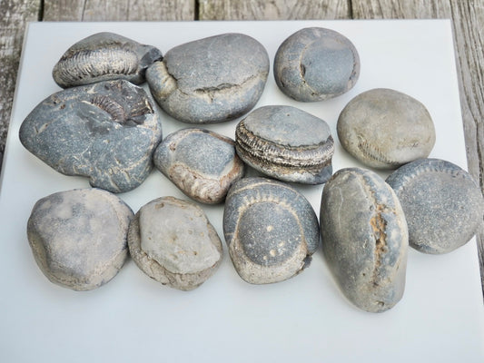 12x Small Ammonite Nodules – Yorkshire Coast Fossils | Crack Your Own | Prep Practice Kit