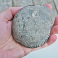 Whitby Ammonite Nodule – Unprepared Jurassic Fossil – Yorkshire Coast