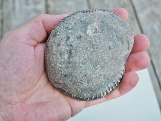 Whitby Ammonite Nodule – Unprepared Jurassic Fossil – Yorkshire Coast